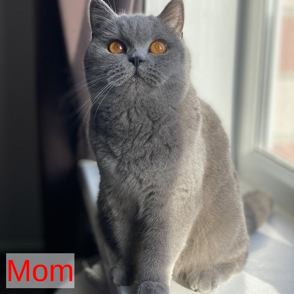 Alic British Shorthair male, blue