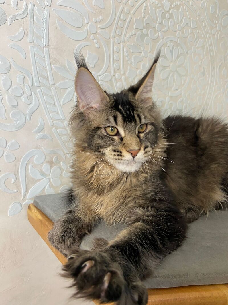 Eric Maine Coon male black ticked tabby live animals
