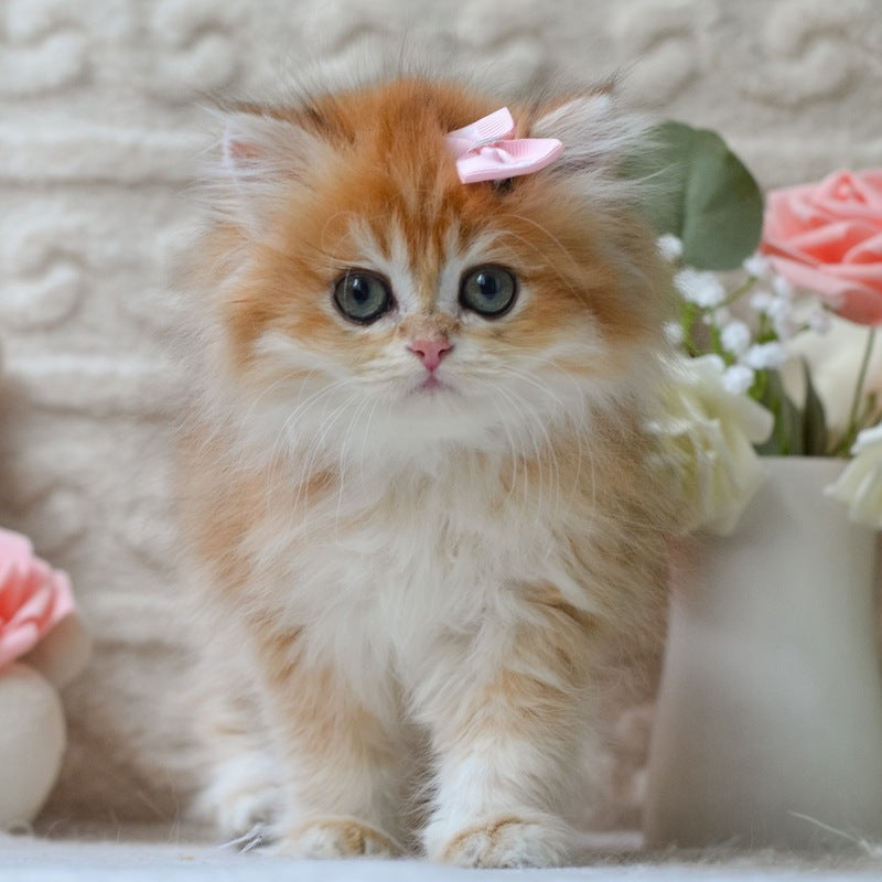 Emma British Longhair female, black golden shaded