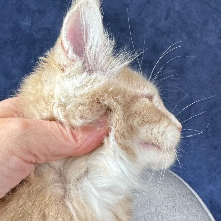 Romka Maine Coon male, cream tabby with white