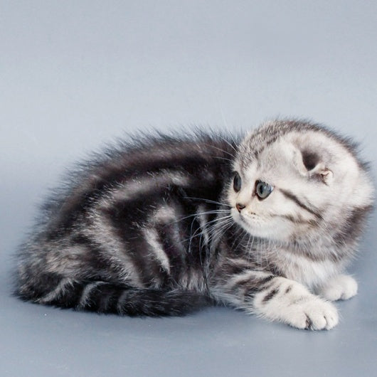 Zhizel Scottish Fold female, black silver tabby
