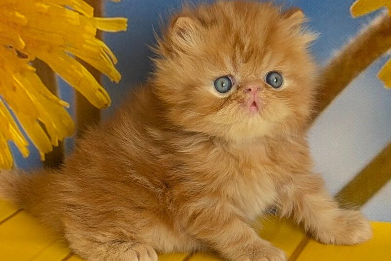 Persey Persian male, red tabby