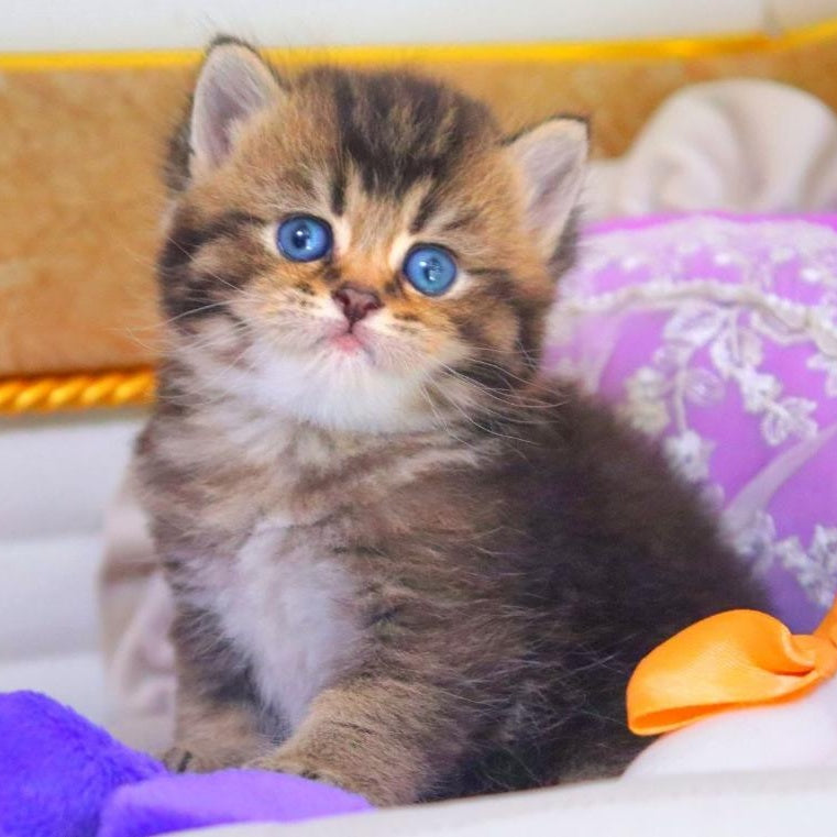 Nestor British Shorthair male, black ticked tabby
