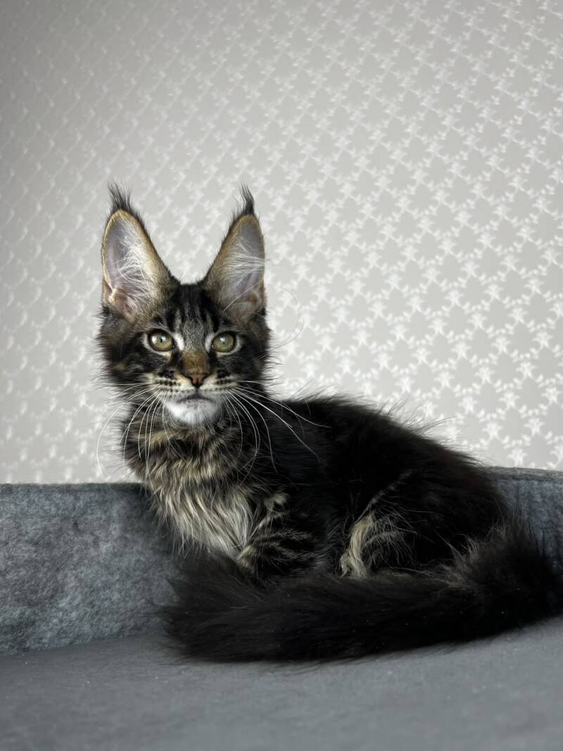 Necko Maine Coon male, black tabby