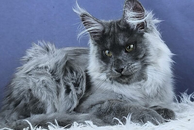 Granadin Maine Coon male, blue silver