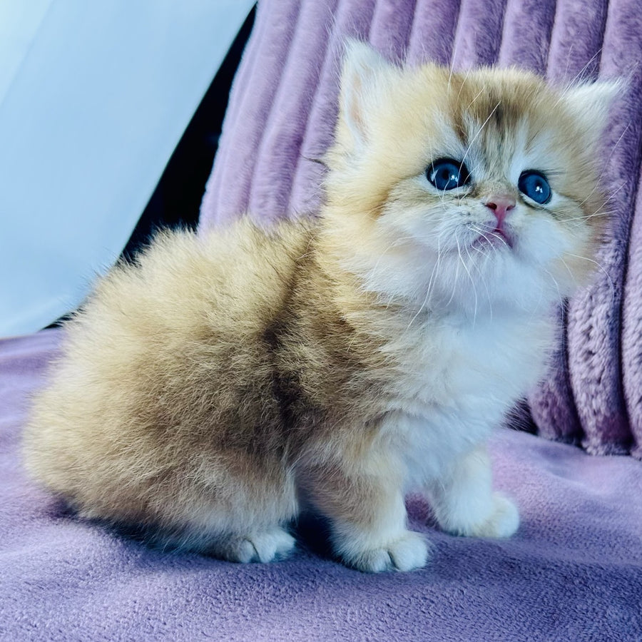 Jazz British Longhair male, black golden chinchilla