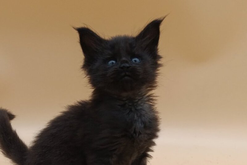 Iris Maine Coon female black silver live animals