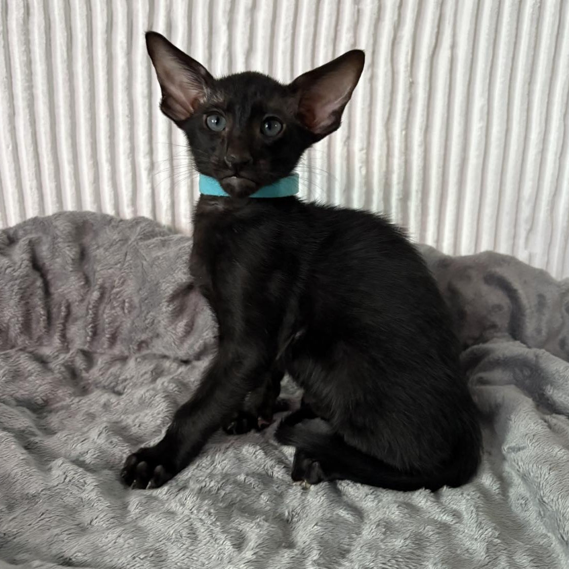 Dexter Oriental Shorthair male, black