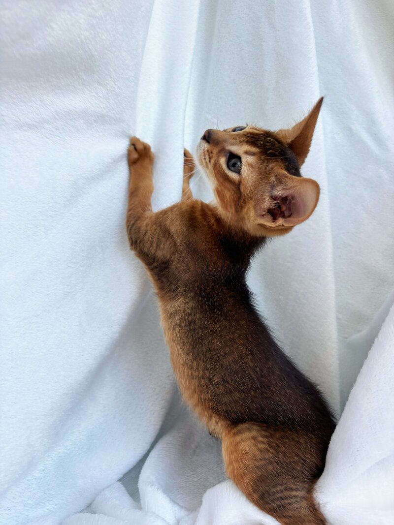 Saimon Abyssinian male, ruddy