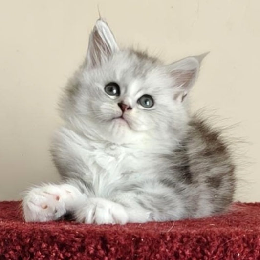 Happy Maine Coon female, black silver ticked tabby with white