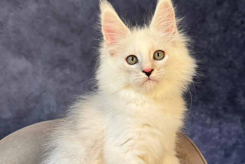 Glen Ellen Maine Coon female, black tortie silver shaded