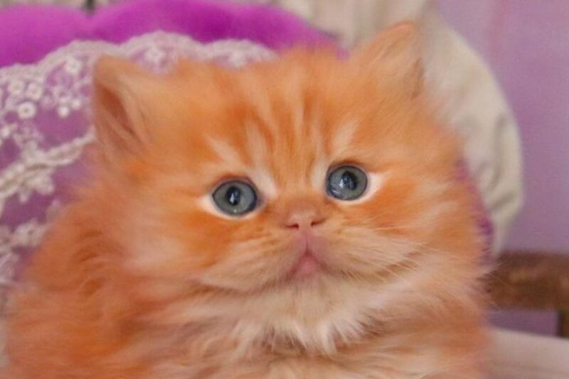 Bow British Longhair male red live animals