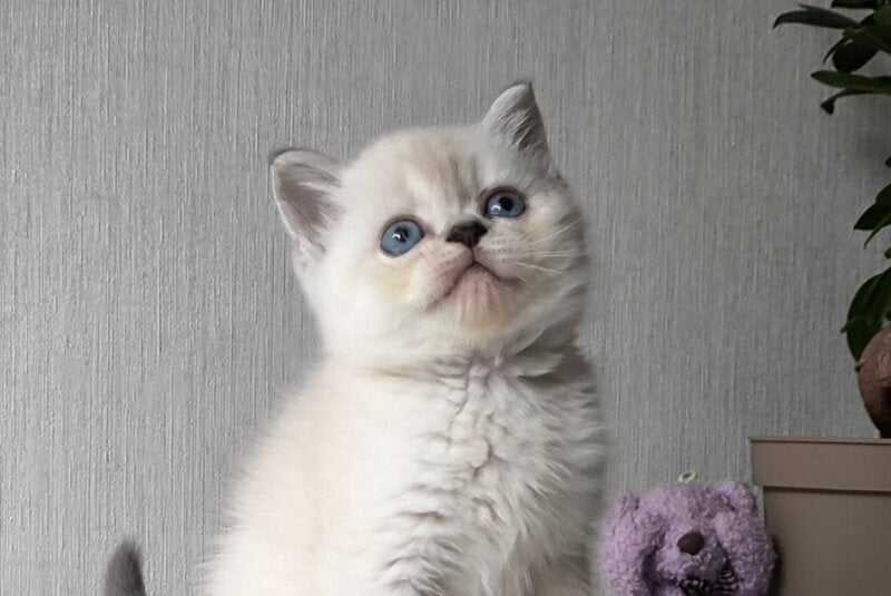 Hani Scottish Straight female, black tabby pointed