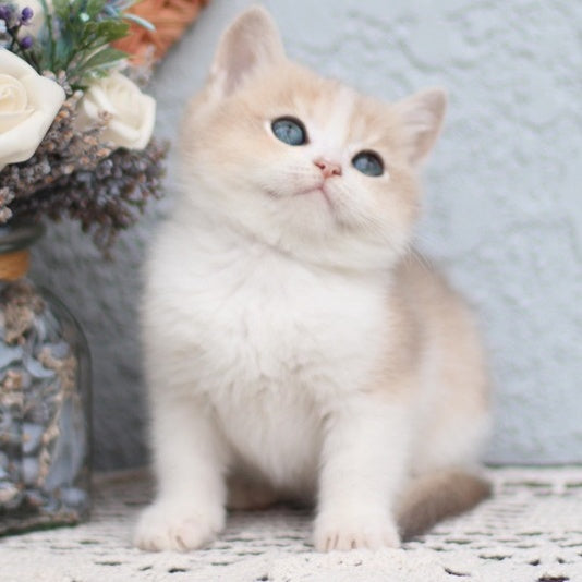 Celine British Shorthair female, blue golden shaded bicolour
