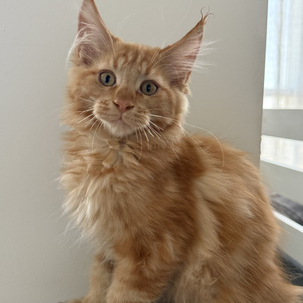 Alex Maine Coon male, red tabby