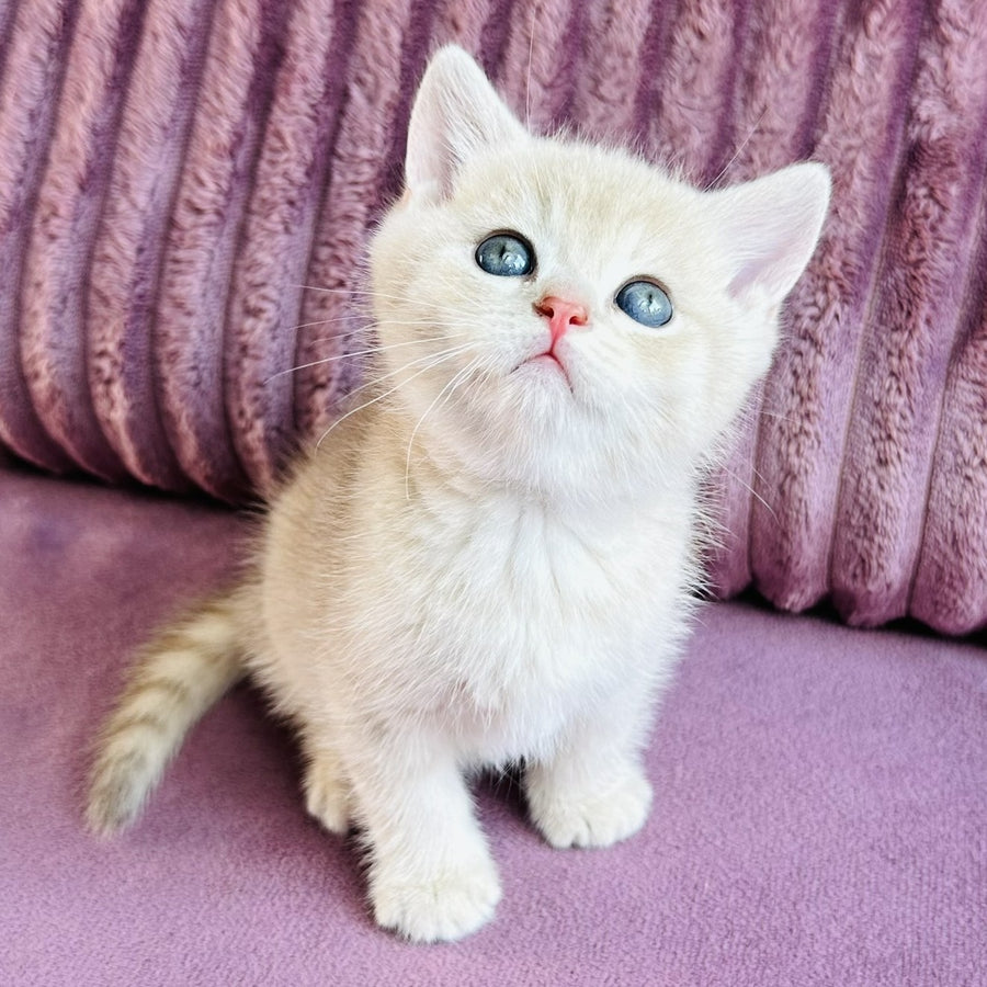 Jin British Shorthair male, blue golden spotted tabby