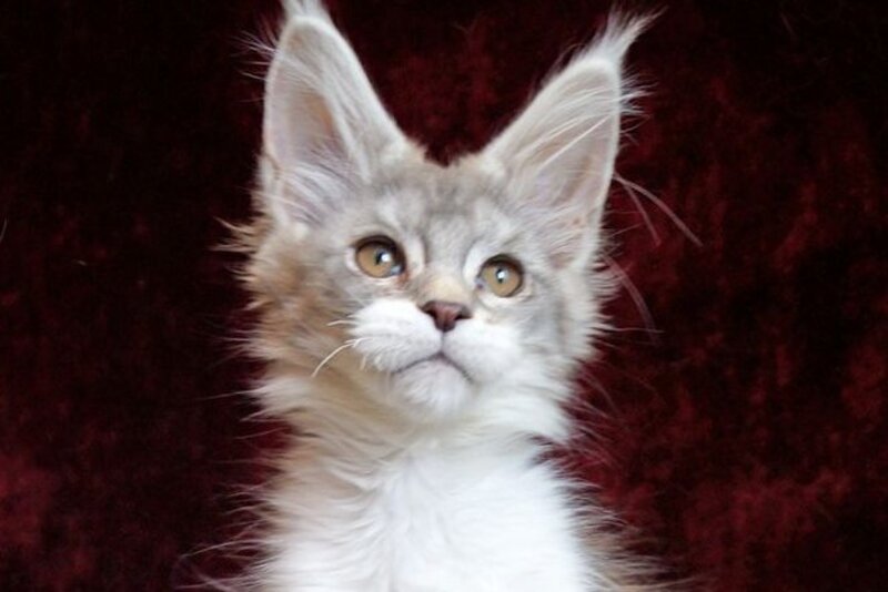 Korol Maine Coon male blue silver bicolour tabby live animals