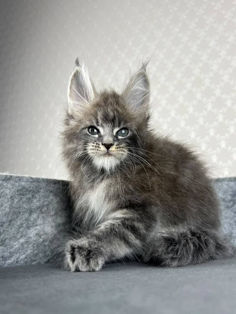 Pop Star Maine Coon male, blue tabby