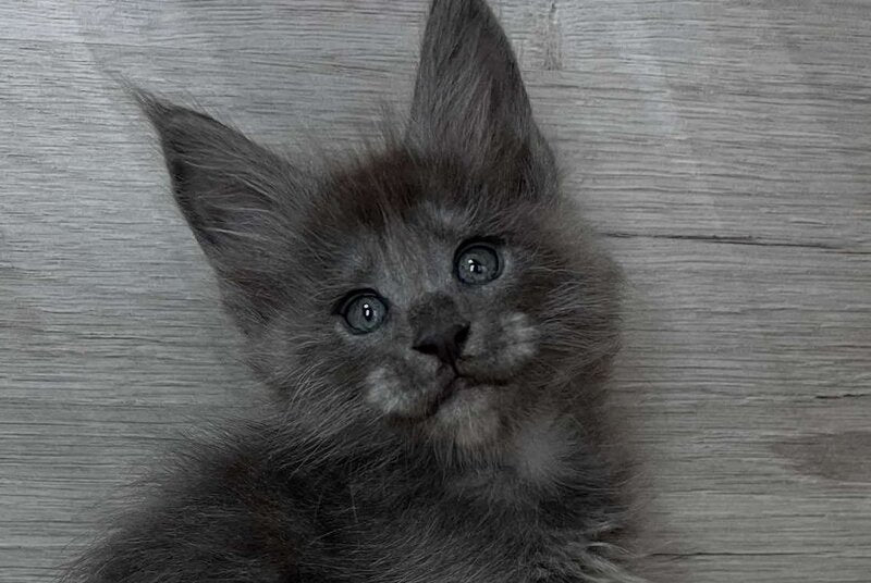Prince Maine Coon male, blue silver