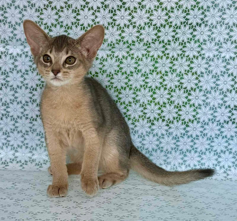 Zhasmin Abyssinian female blue - live animals