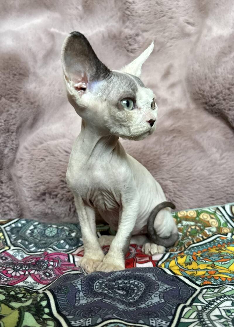 Van Devon Rex male, black harlequin