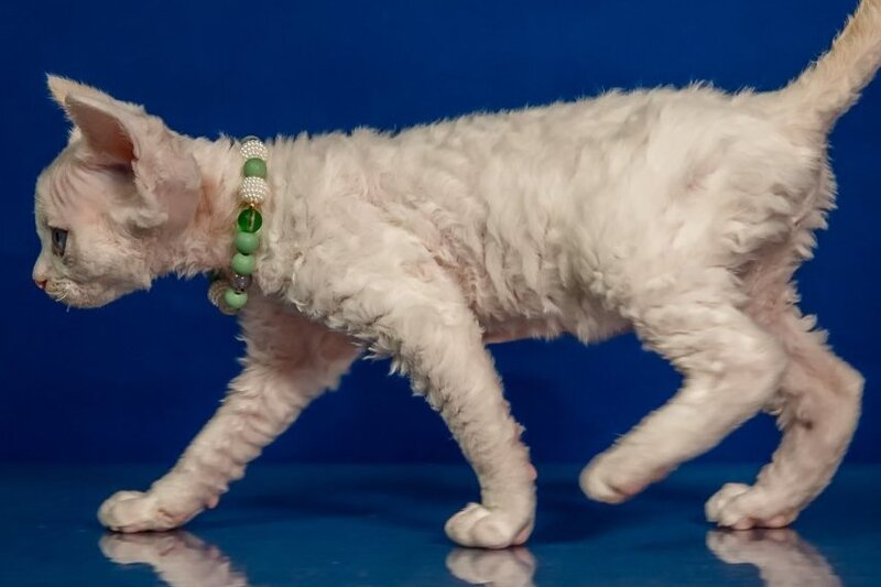 Ice Berry Devon Rex male red pointed - live animals