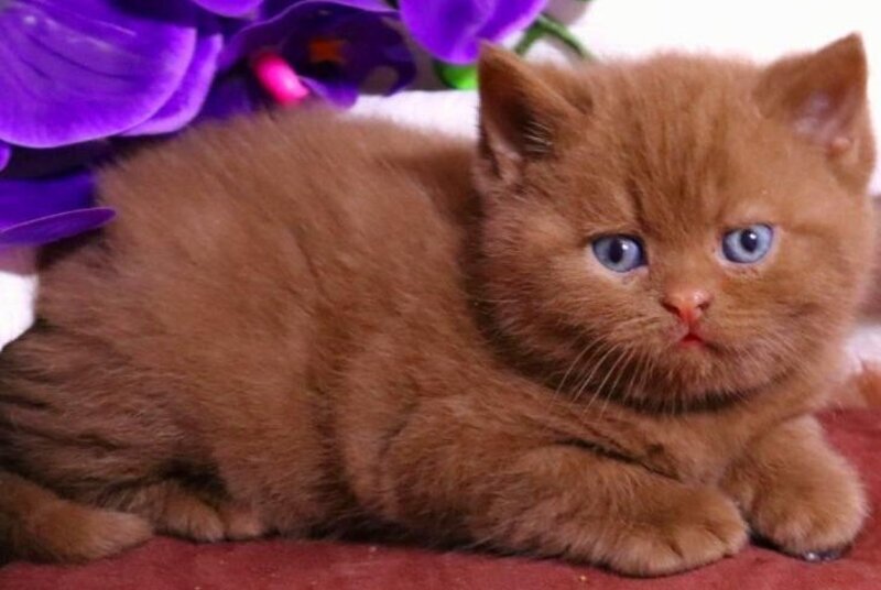 Peper British Shorthair male cinnamon - live animals