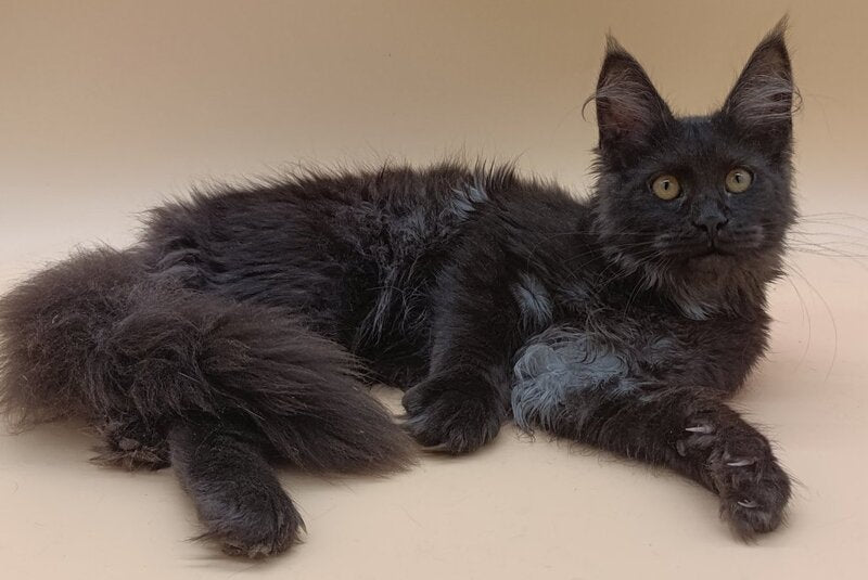 Isabelle Maine Coon female, black silver