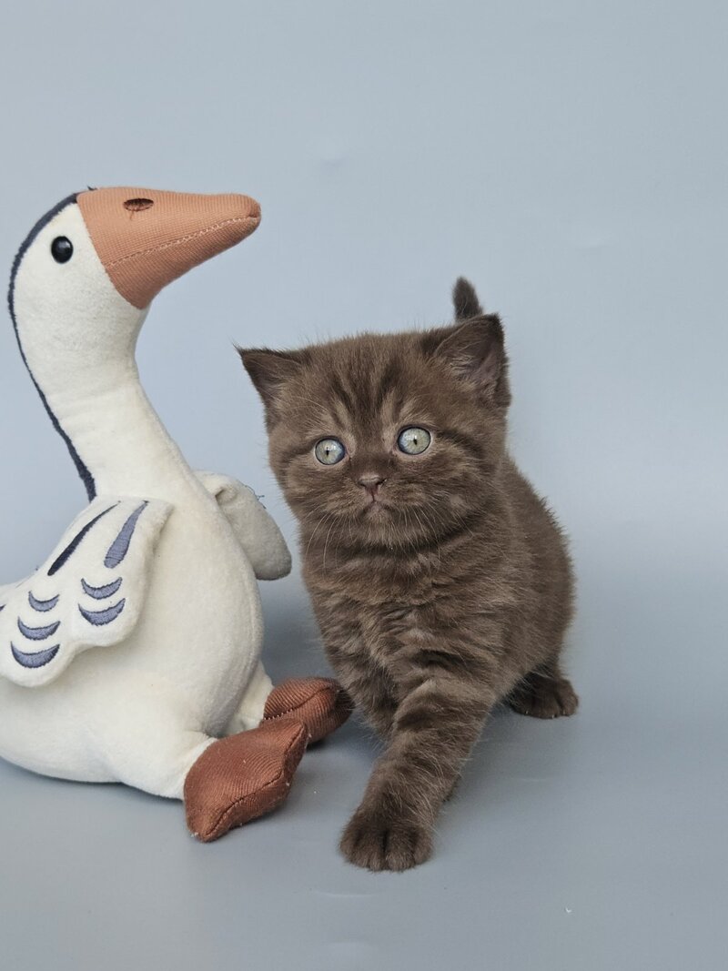 Aurelia British Shorthair female, chocolate