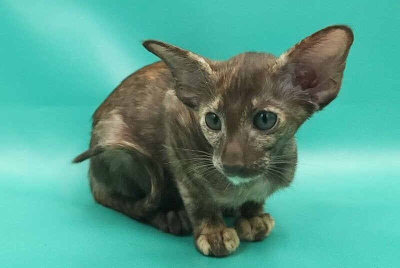 Sayuri Oriental Shorthair female, chocolate tortie