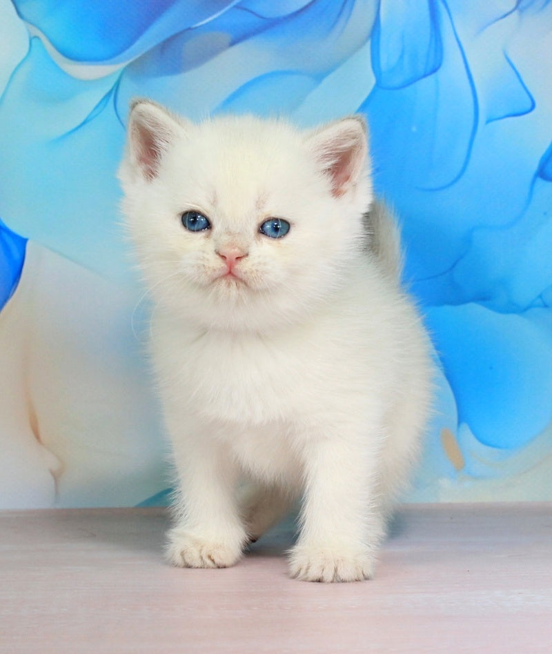 Quest British Shorthair male blue golden shaded pointed - live animals