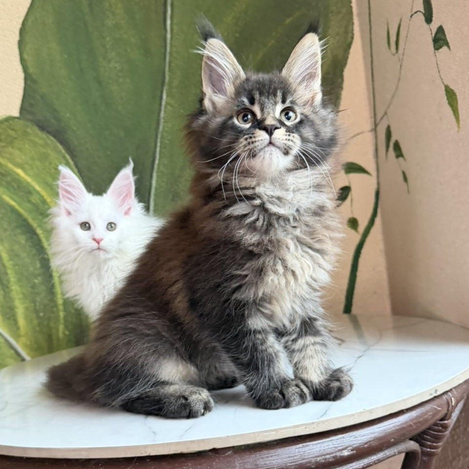 Cleo Maine Coon male, black ticked tabby
