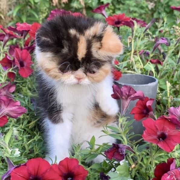 Zlata Exotic female, black tortie bicolour