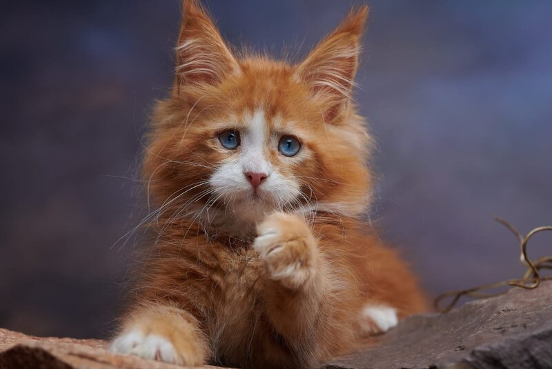 Dexter Maine Coon male, red tabby bicolour