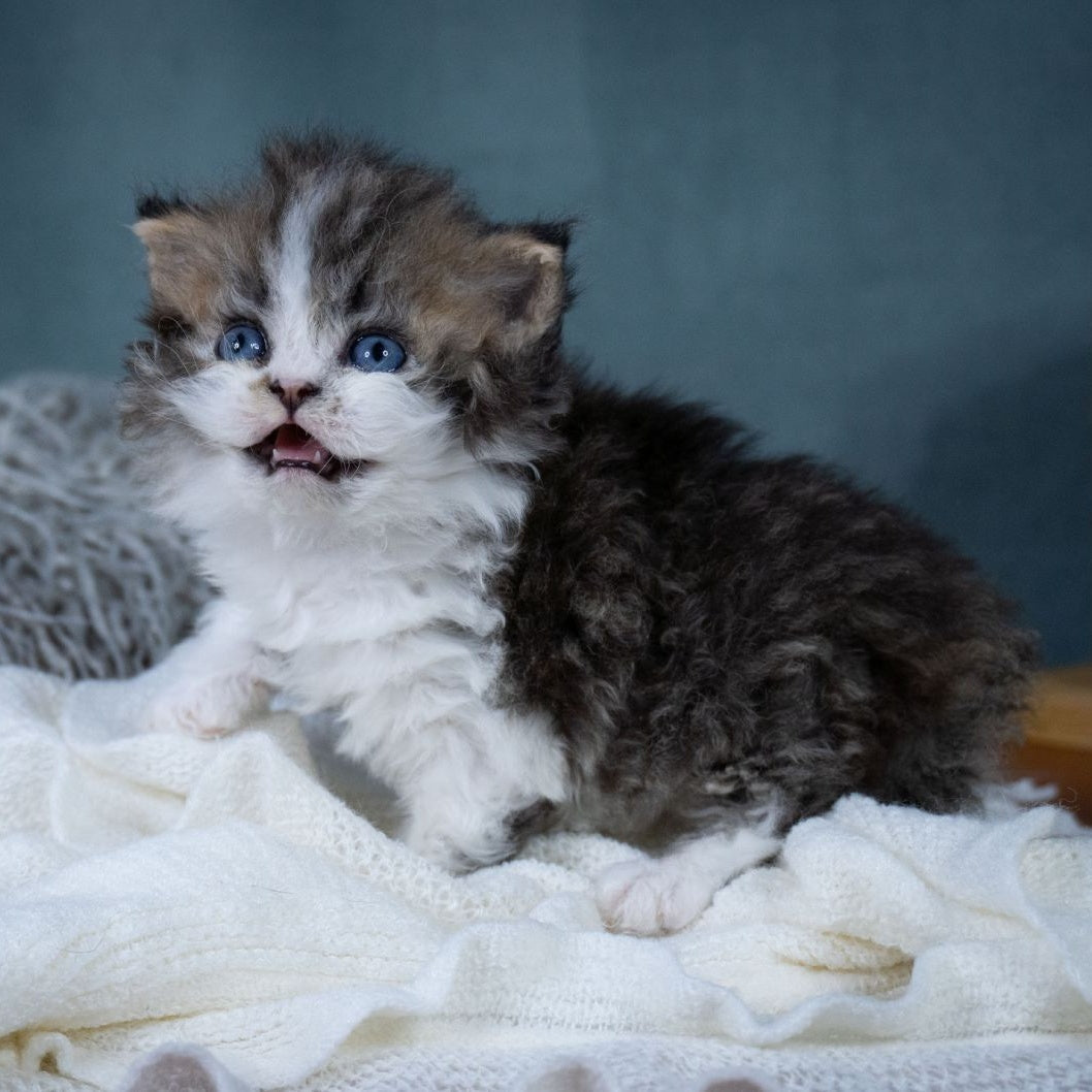 Gatsby Selkirk Rex male, black tabby with white
