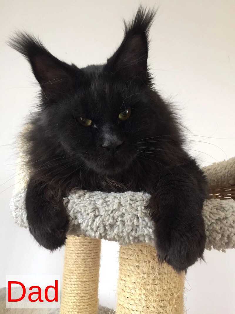 Jaguar Maine Coon male, red