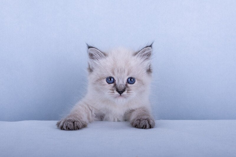 Ivi Siberian female, black tabby pointed