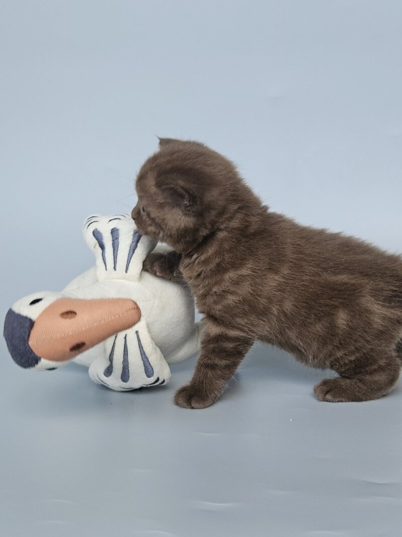 Aurelia British Shorthair female, chocolate