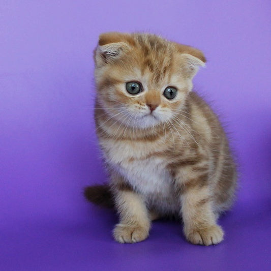 Uman Scottish Fold male, cinnamon tabby