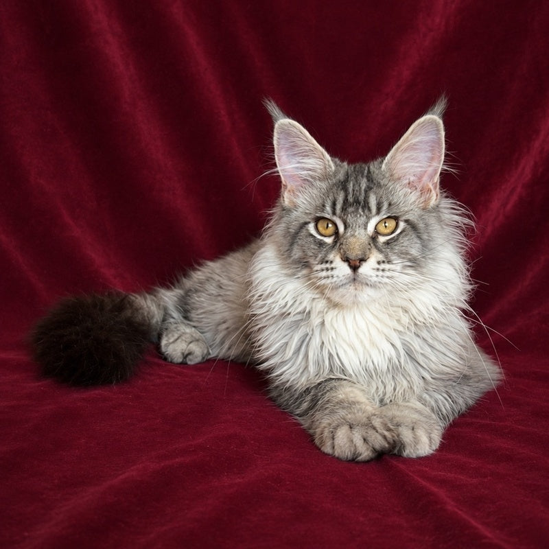 Hoarfrost Maine Coon male, black silver ticked tabby