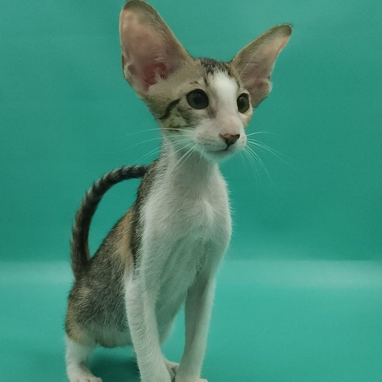 Valery Oriental Shorthair female, black tortie bicolour spotted tabby