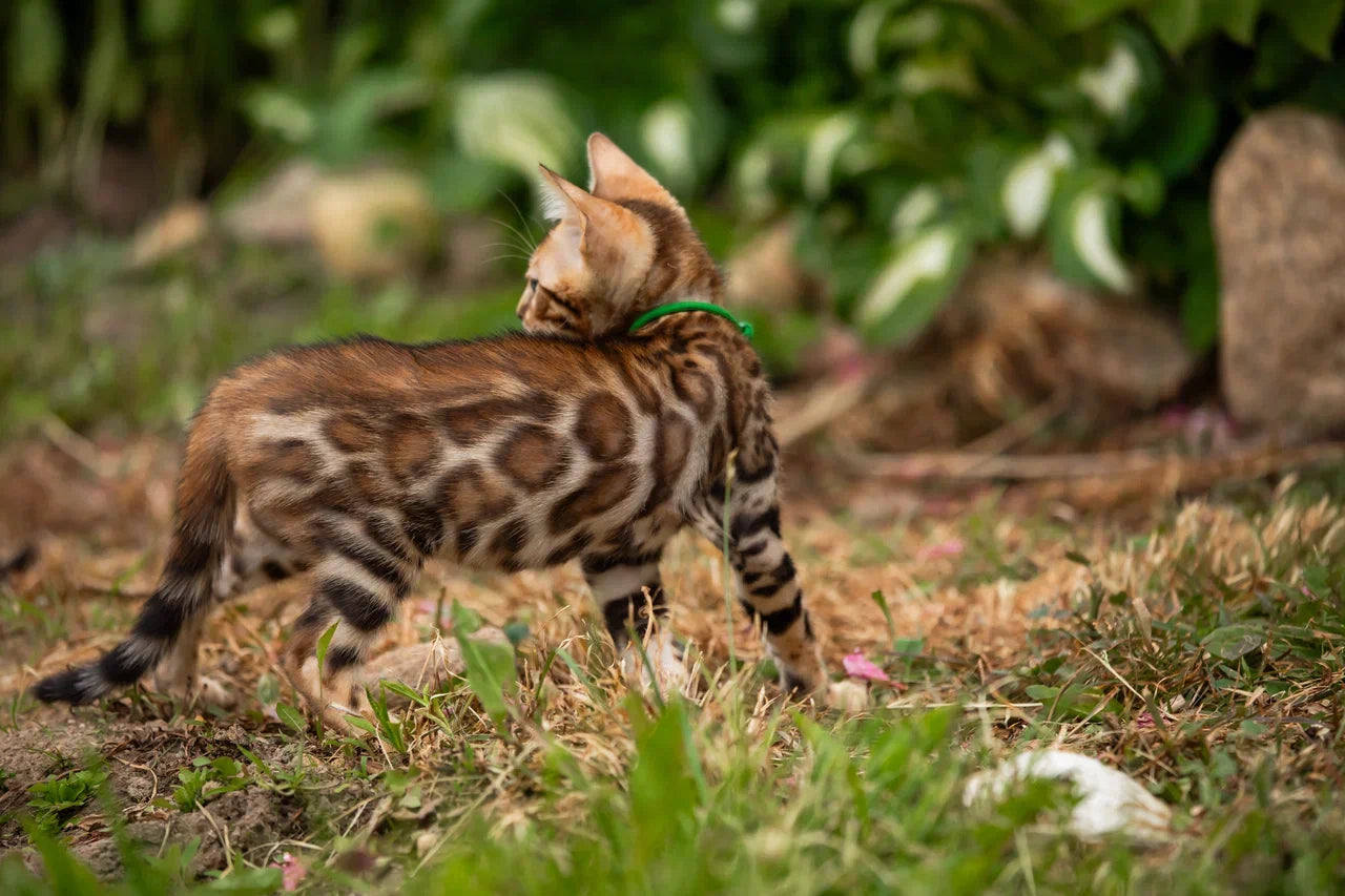 Boss Bengal male, black spotted tabby