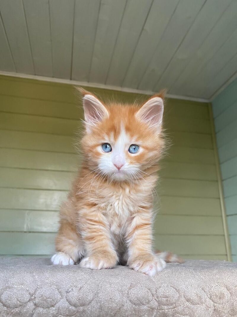 Tutti Frutti Maine Coon male red tabby with white - live animals