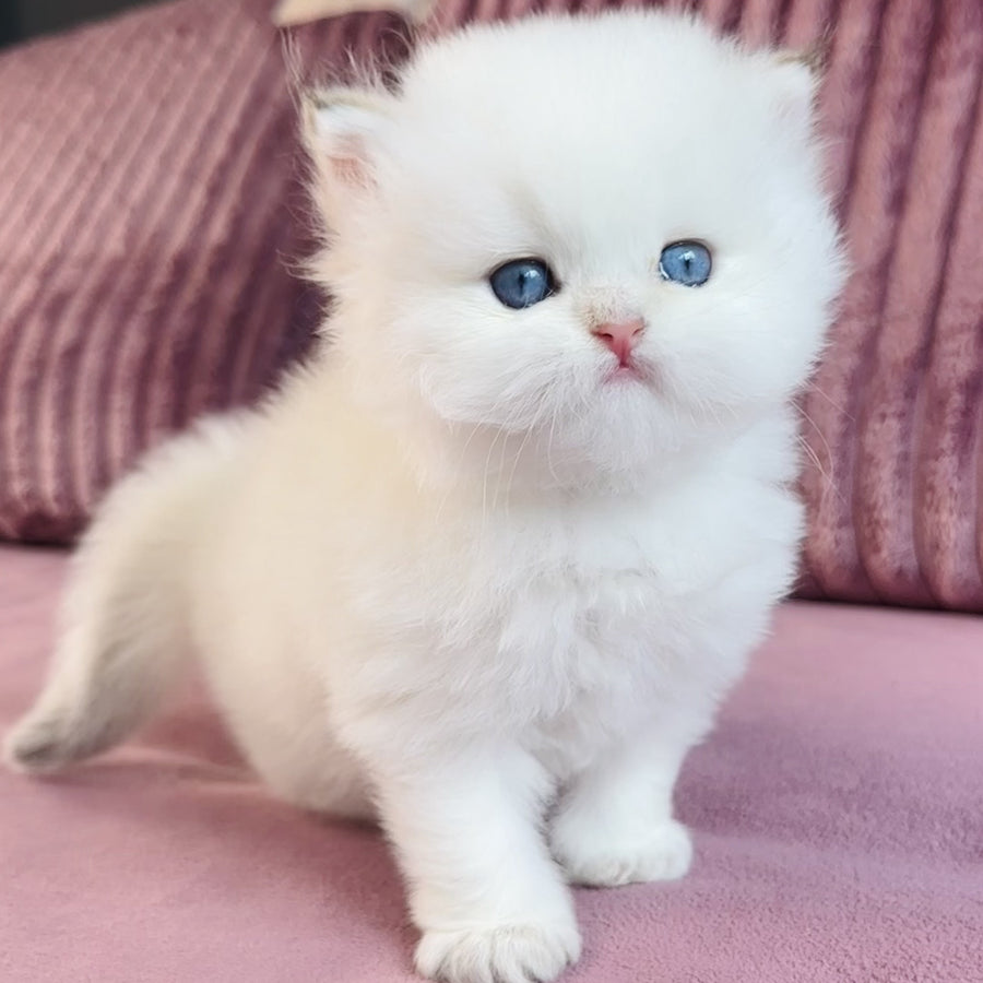 Imperial Leo British Longhair male, blue golden chinchilla pointed