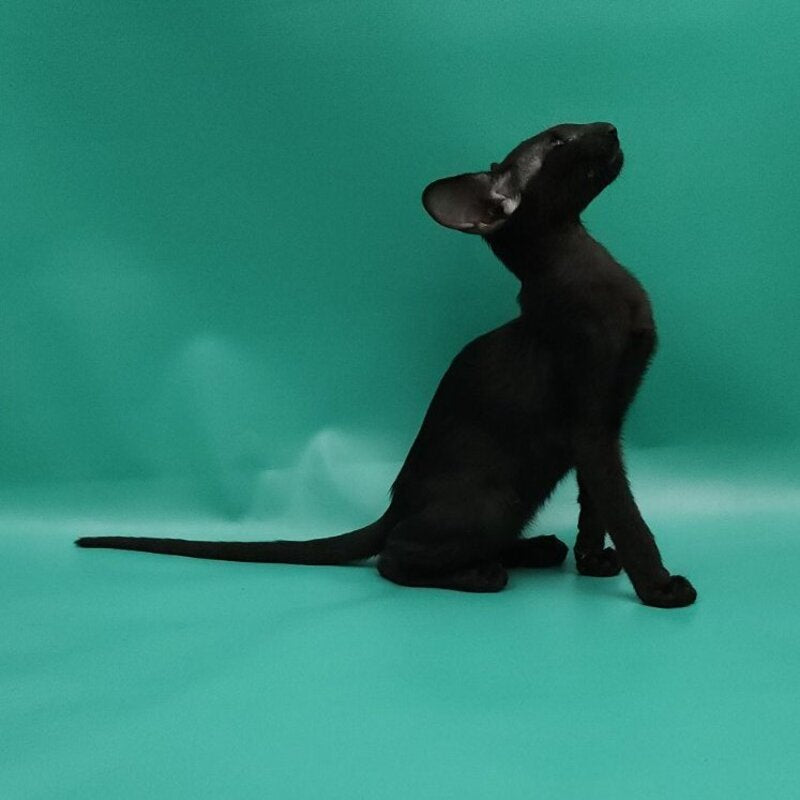 Ramses Oriental Shorthair male, black