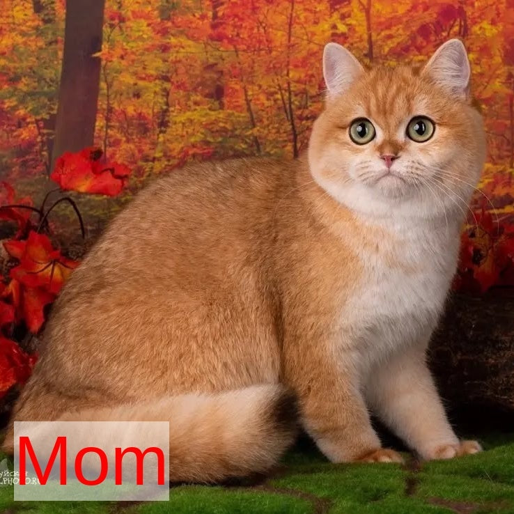 Karamelka Scottish Fold female, chocolate golden chinchilla