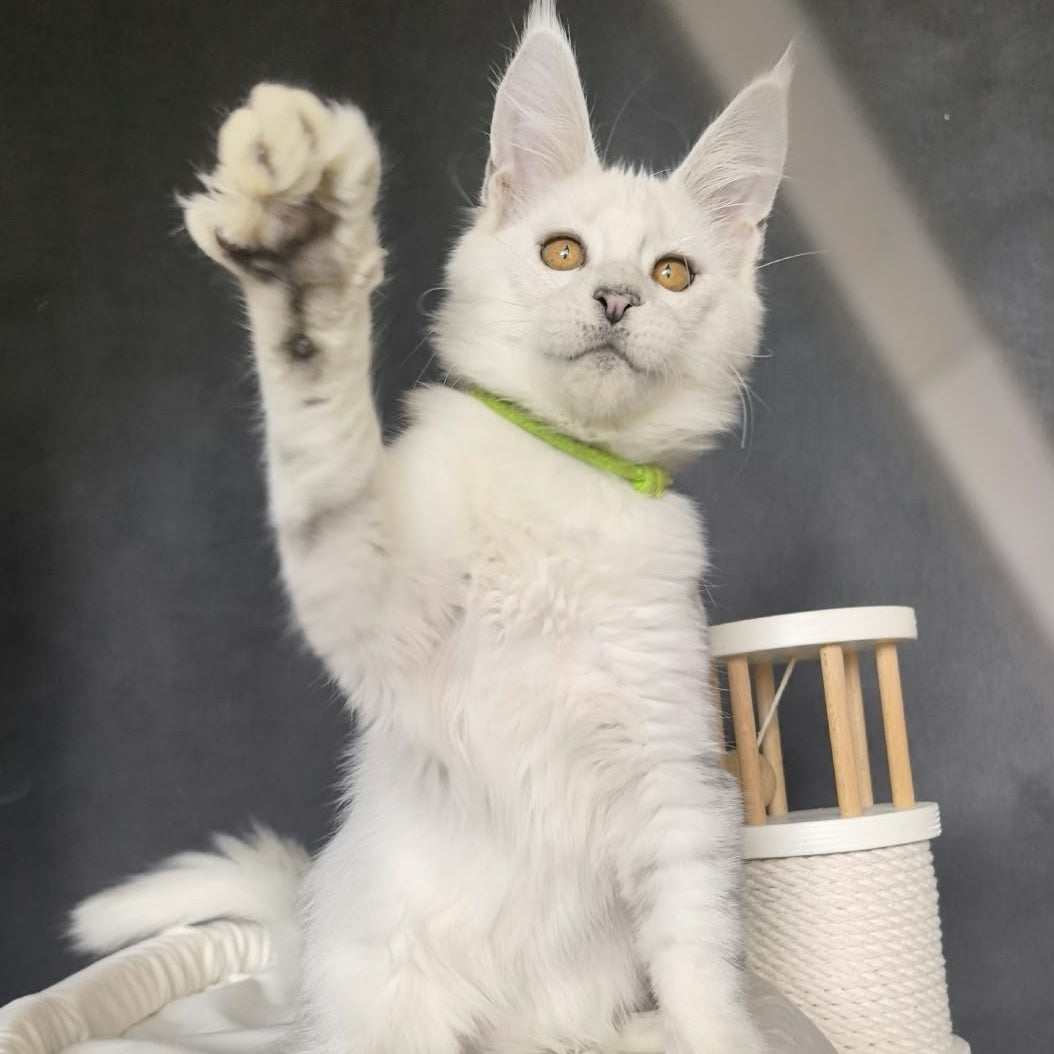 Wilma Maine Coon female, black silver chinchilla