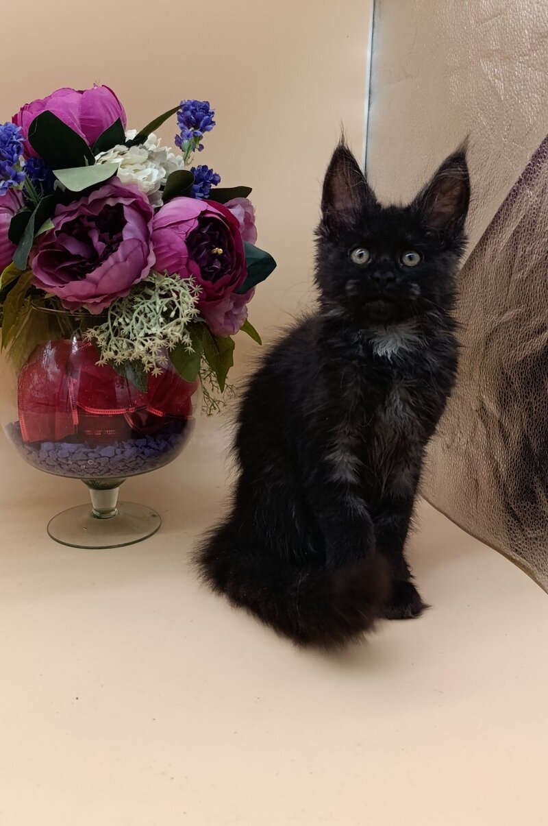 Isabelle Maine Coon female black silver - live animals