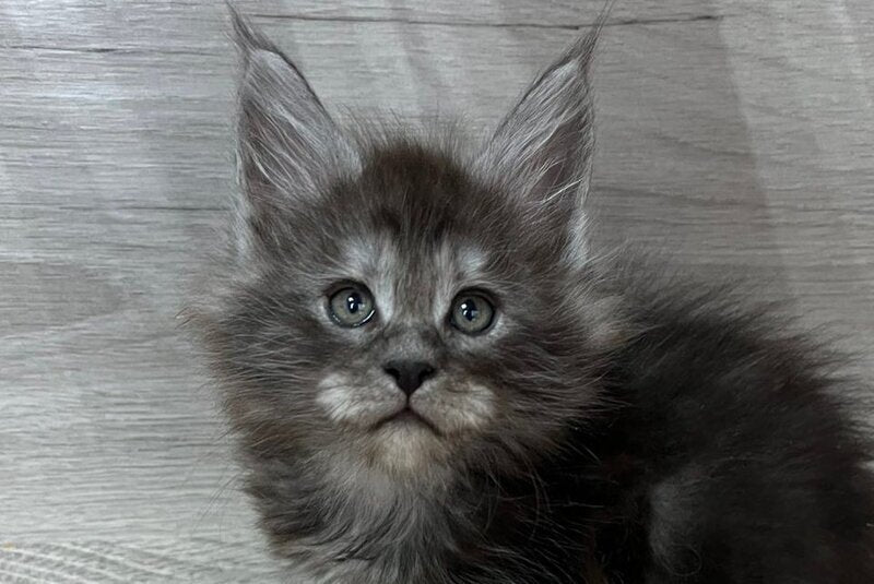 Patrik Maine Coon male, black silver