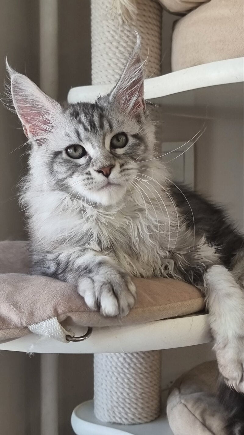 Dafna Maine Coon female black silver tabby - live animals